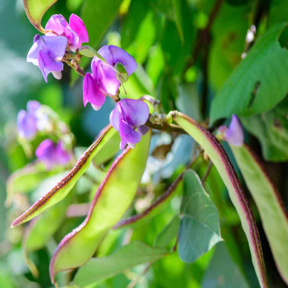 Hyacinth Bean Seeds - Dolichos Lablab Hyacinth Bean Flower Seed