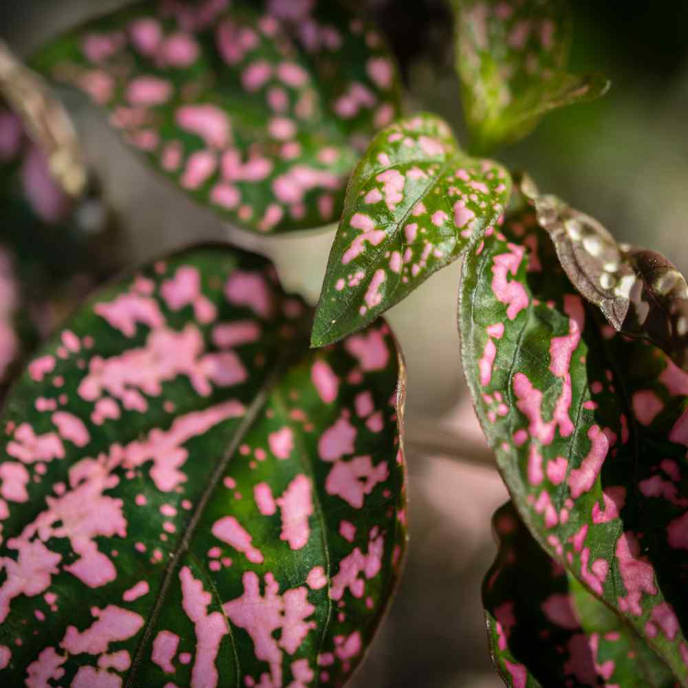 Hypoestes Seeds - Hypoestes Pink Polka Dot Flower Seed