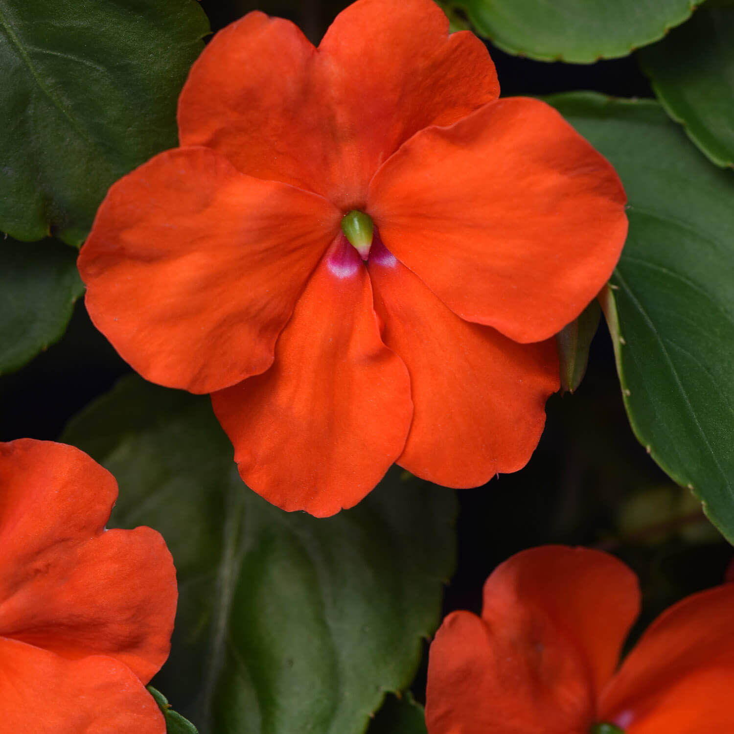 Impatiens Beacon Orange