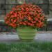 Impatiens Beacon Orange Container Plant