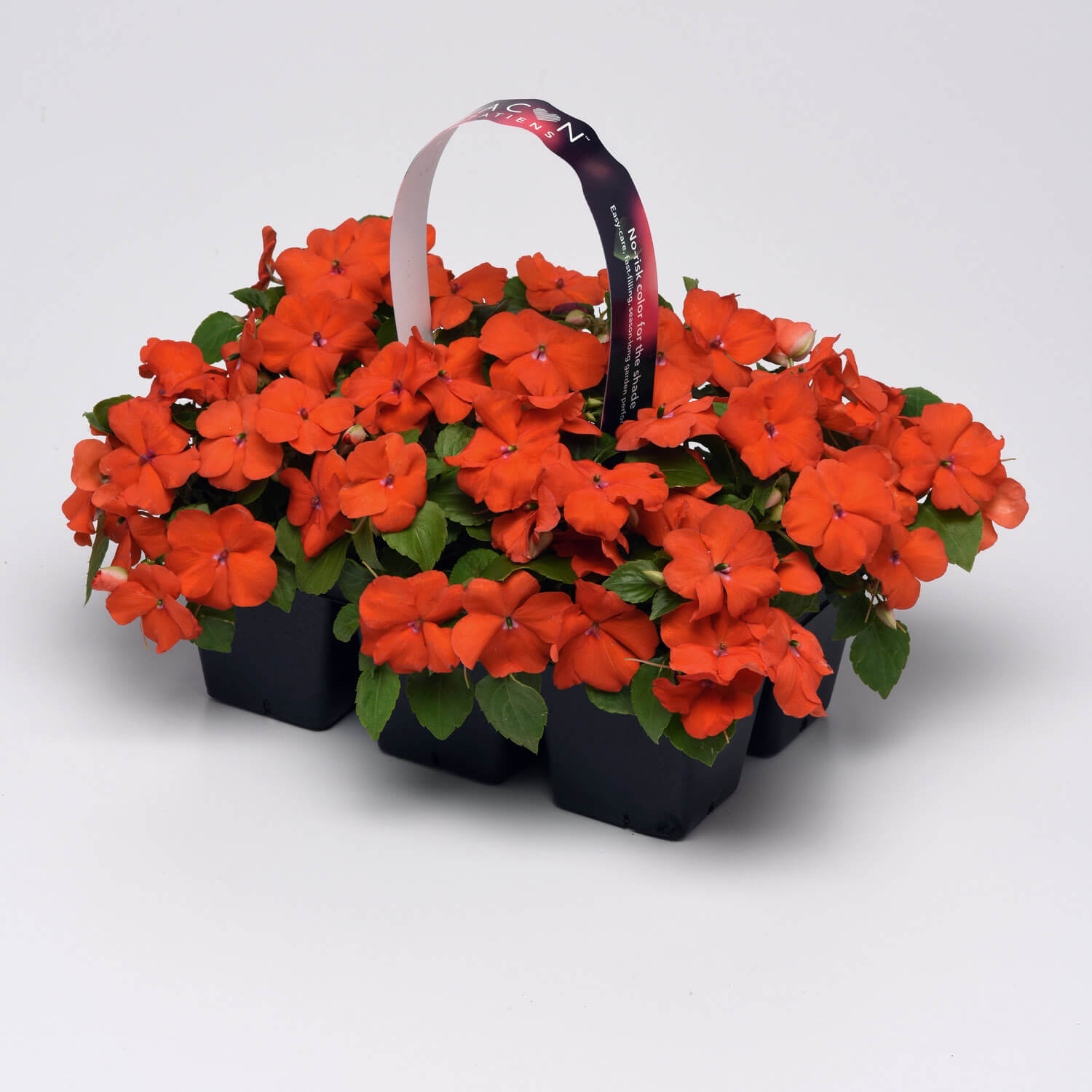 Impatiens Beacon Orange Potted Plant