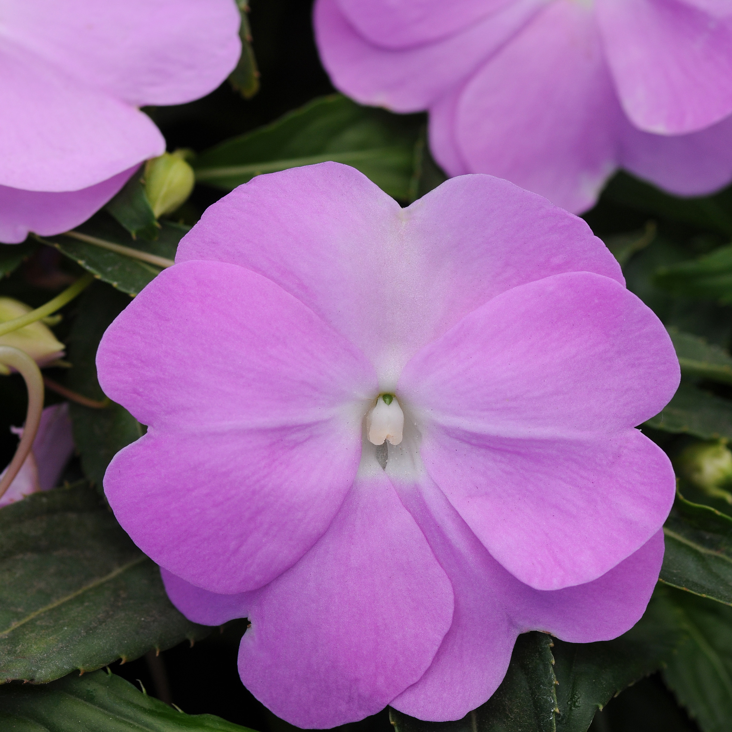 List 93+ Pictures pictures of impatiens flowers Sharp