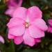 New Guinea Impatiens Lavender