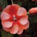 New Guinea Impatiens Orange Sweet