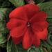 New Guinea Impatiens Red