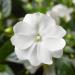 New Guinea Impatiens White