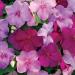 Impatiens Sapphire Flower Seed Mix