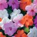 Impatiens Xtreme Pastel Mix