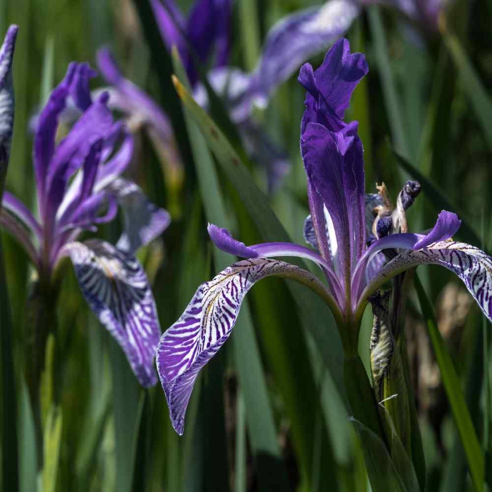 zmodo blue iris