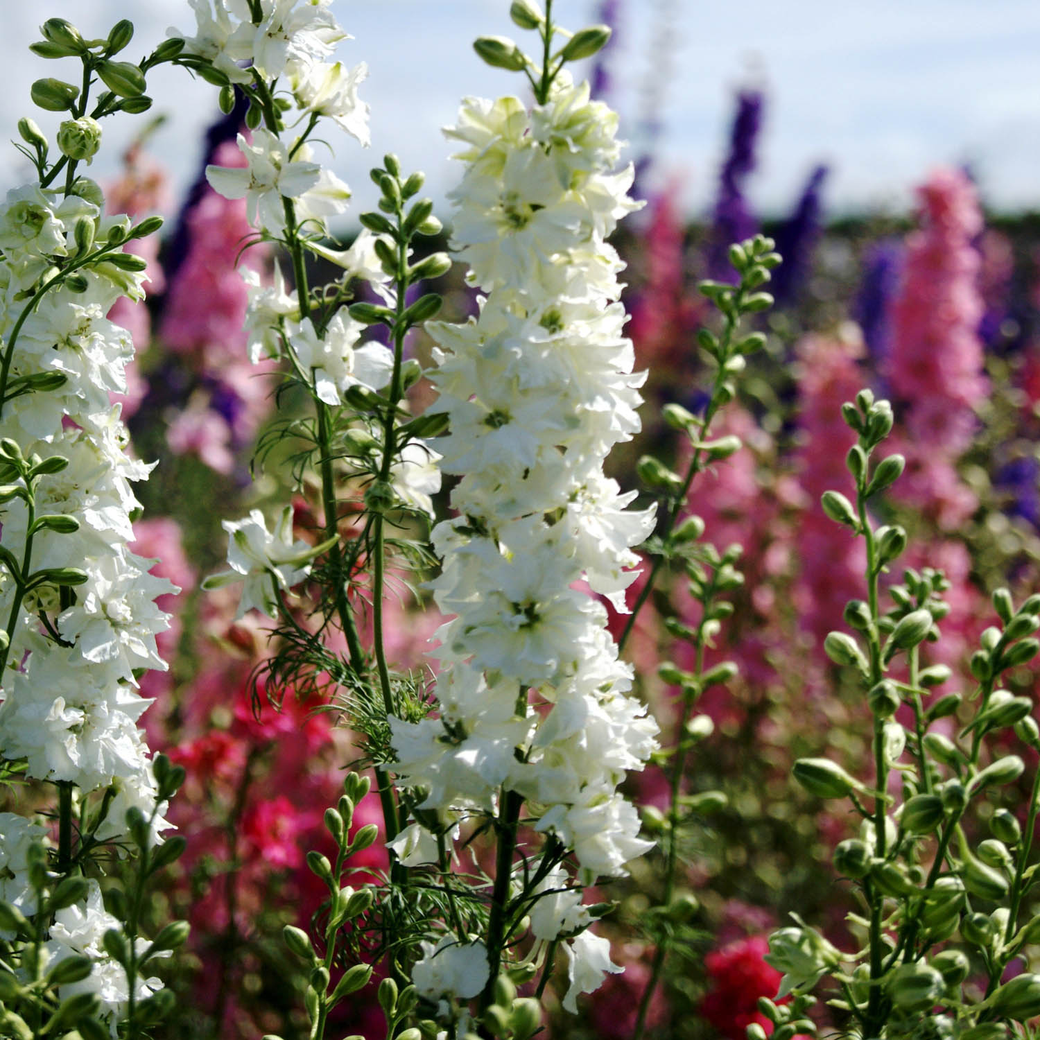 Larkspur - White - Delphinium