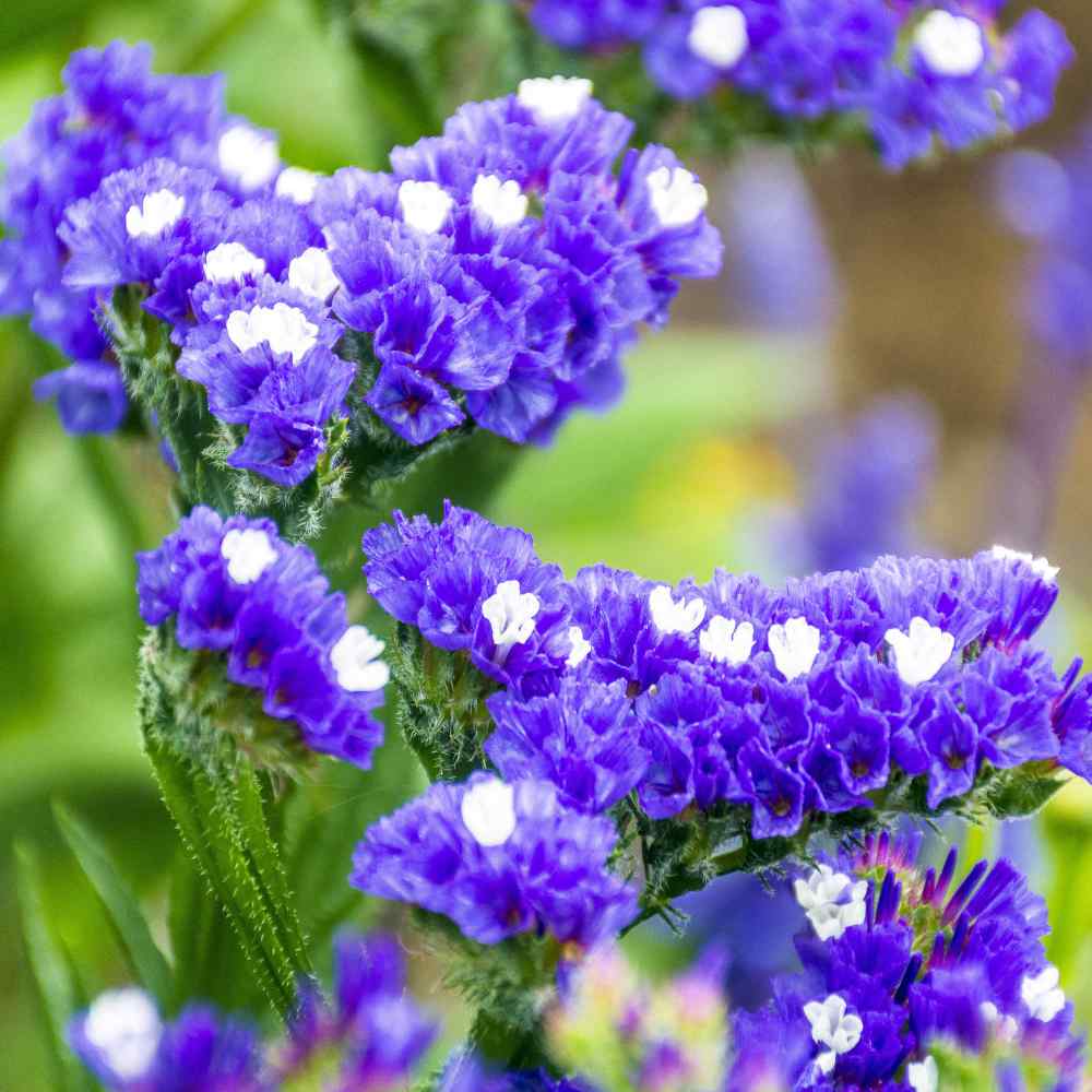 Limonium Statice Blue Garden Flower Plant Seed With Low Water Requirements