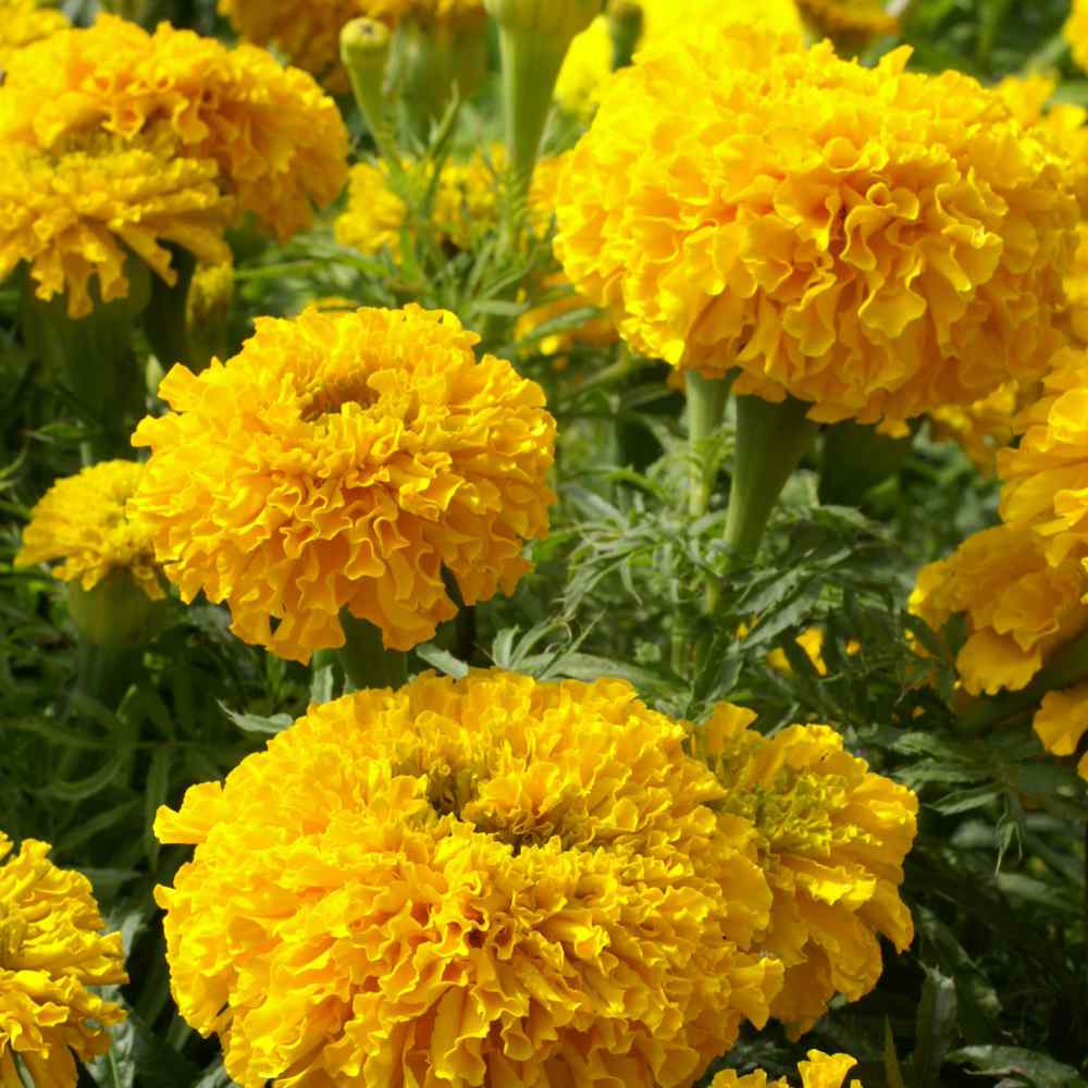 Marigold Seed etes Erecta African Marigold Apricot Flower Seeds