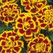 French Marigold Durango Bee Flowers