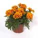 French Marigold Durango Bee Flower Plant