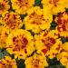 French Marigold Durango Bolero Container Plant