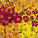 French Marigold Disco Mix