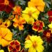 French Marigold Disco Seed Mix