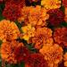 French Marigold Fireball Flowers