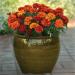 French Marigold Fireball Flowering Plant