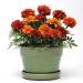 Dwarf French Marigold Fireball