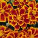 French Marigold Durango Flame Garden Flowers