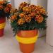 French Marigold Durango Flame Flower Plant