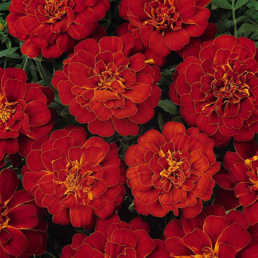 Marigold Seed - Red Dwarf French Marigold Flower Seeds