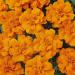 French Marigold Durango Tangerine Garden Flowers