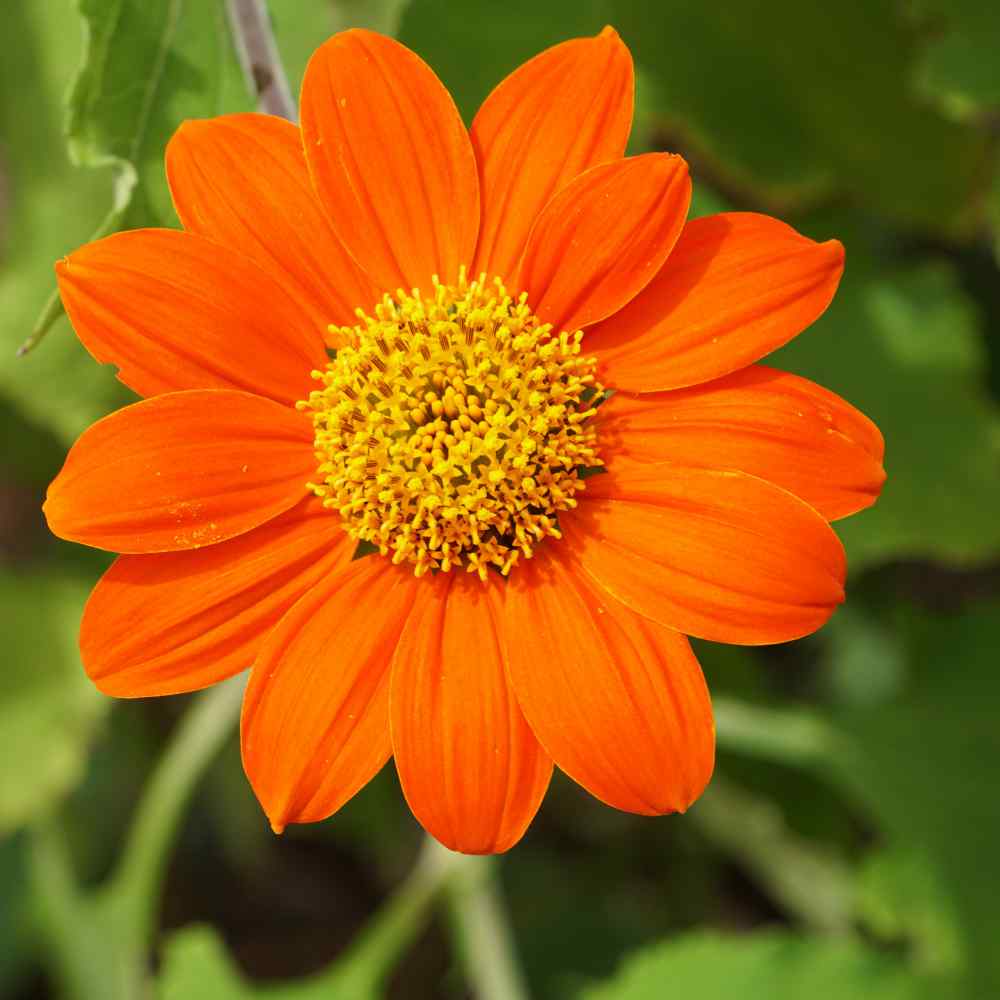 Mexican Sunflower Seeds - Tithonia Speciosa Goldfinger Flower Seed
