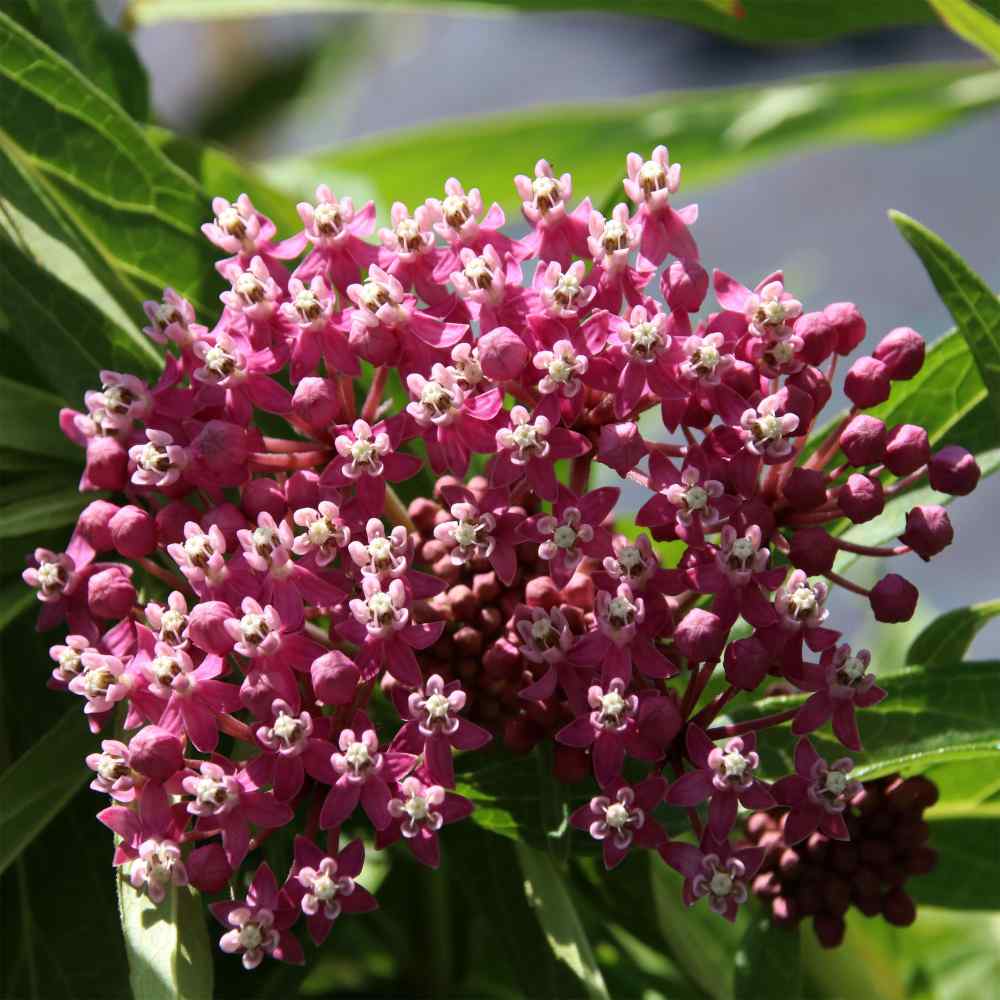 Butterfly Weed Seed - Asclepias Incarnata Swamp Milkweed Flower Seeds