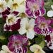 Annual Mimulus Spring Flower Mix