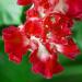 Annual Morning Glory Ruffled Red Vine