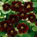 Nasturtium Black Velvet Seed