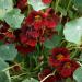 Nasturtium Black Velvet Seed Vine