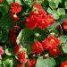 Nasturtium Cherry Rose Plant