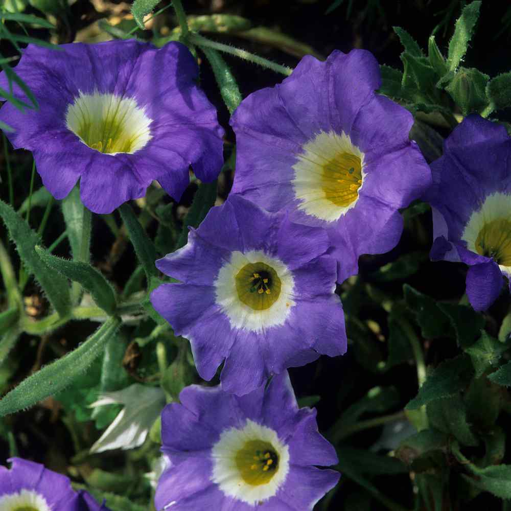 Nolana Seeds - Nolana Paradoxa Blue Ground Cover Seed