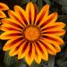 Gazania Orange Flame Drought Tolerant Plants