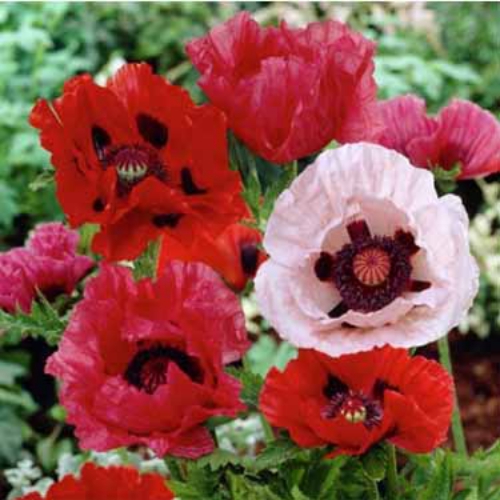 Oriental Poppies Seed - Poppy Wildflower Seeds