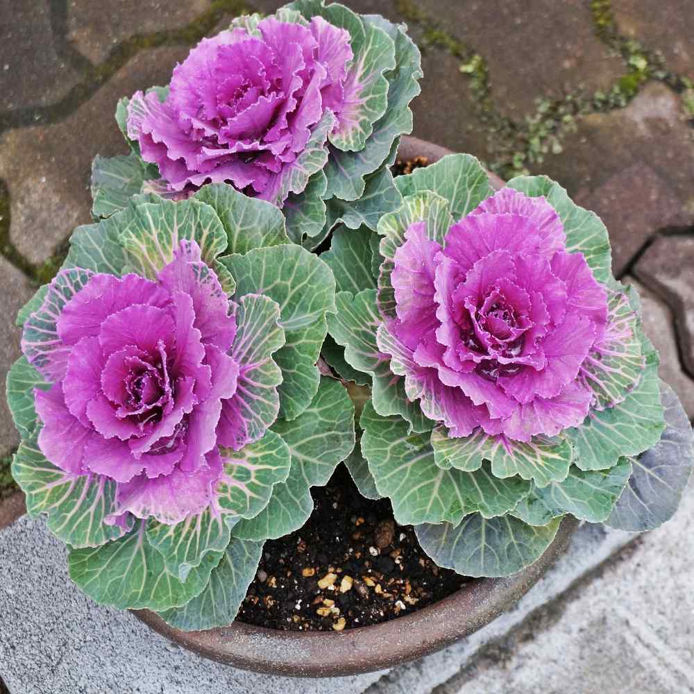 Flower Decorative Cabbage Plants
