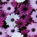 Osteospermum Akila Flower Seed Mix