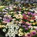 Osteospermum Grand Canyon Cut Flower Mix