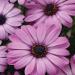 Osteospermum Akila Lavender Shades Flower Seeds