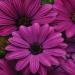 Osteospermum Akila Purple Flower Seeds