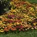 Osteospermum Akila Sunset Shade Cut Flowers