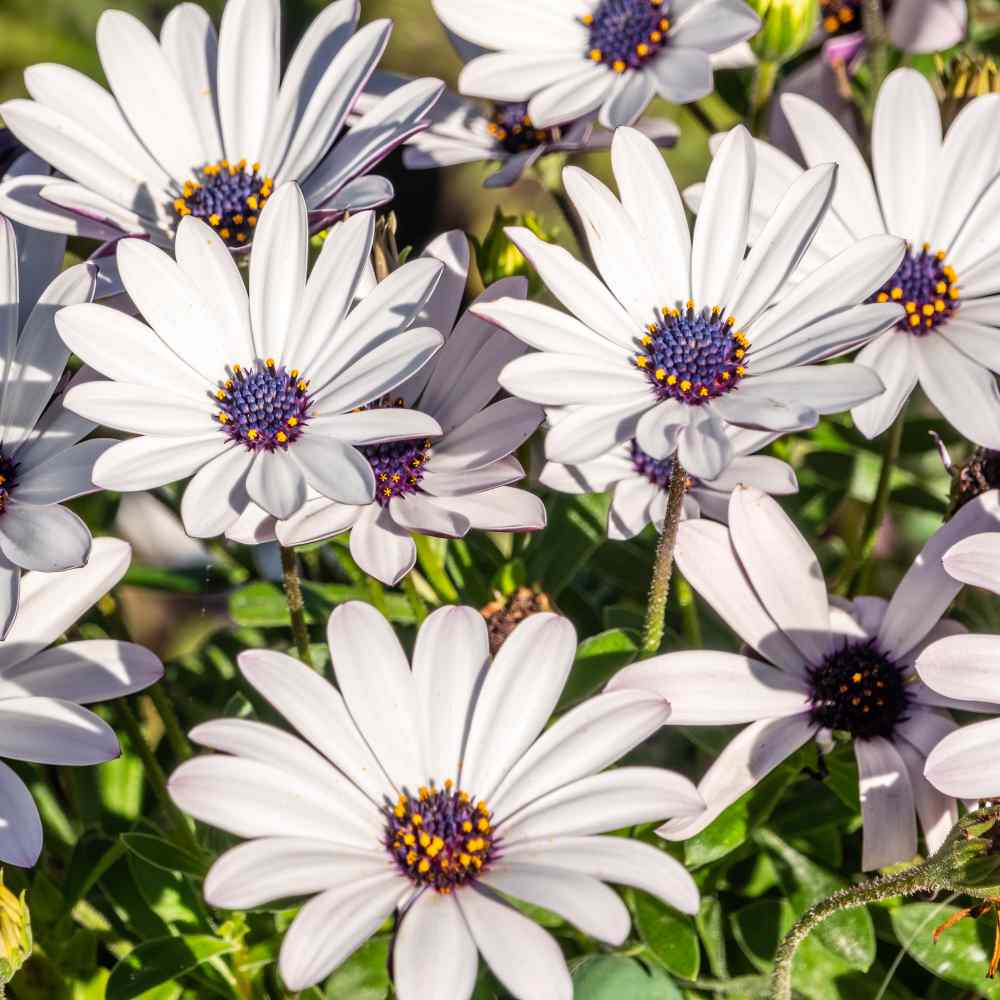 Osteospermum Seeds - Osteospermum African Daisy Flower Seed