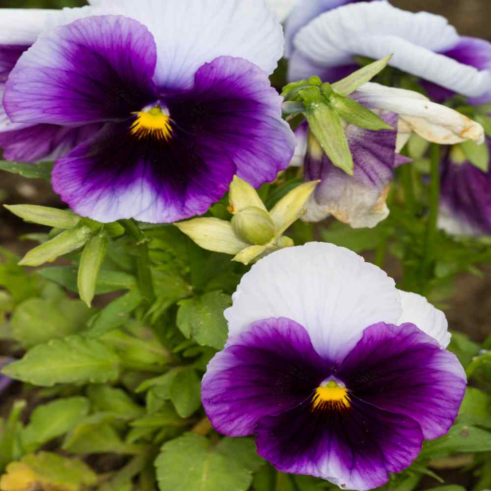 Beaconsfield Pansy Seeds - Purple Pansies Flower Seeds