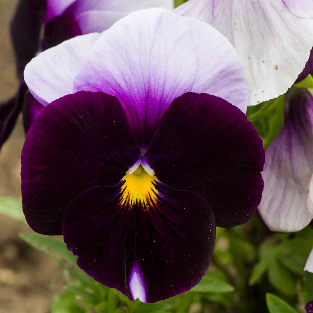 Beaconsfield Pansy Seeds - Purple Pansies Flower Seeds