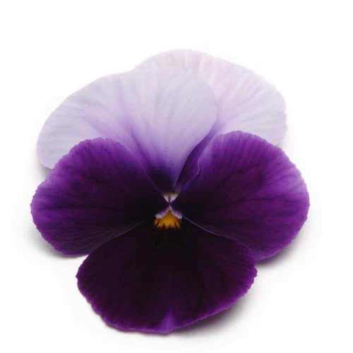 Beaconsfield Pansy Seeds - Purple Pansies Flower Seeds