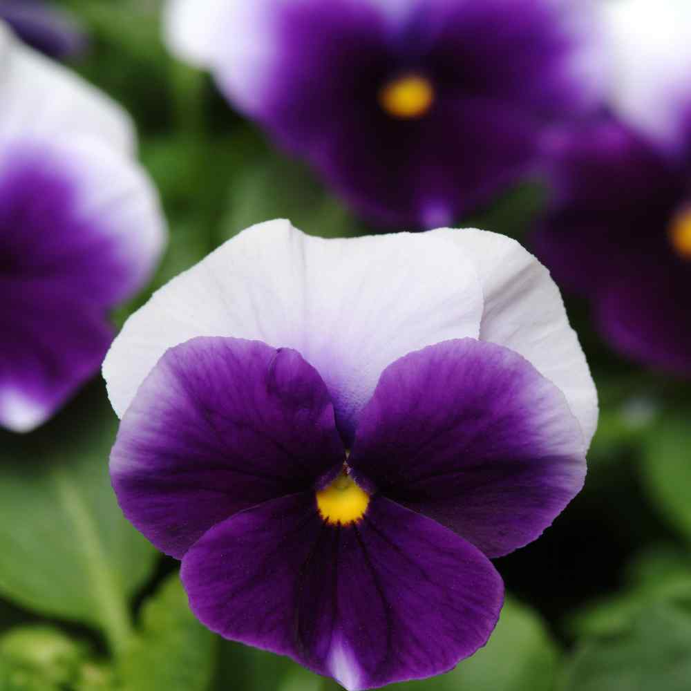 Beaconsfield Pansy Seeds - Purple Pansies Flower Seeds