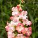 Penstemon Hartwegii Arabesque Pink Flower Seeds